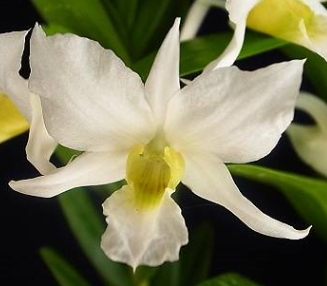 Dendrobium ovipostoriferum