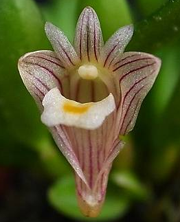 Dendrobium pachyphyllum