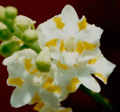 Doritis pulcherrima var. 2N Yellow x pulcherrima var. 4N Yellow