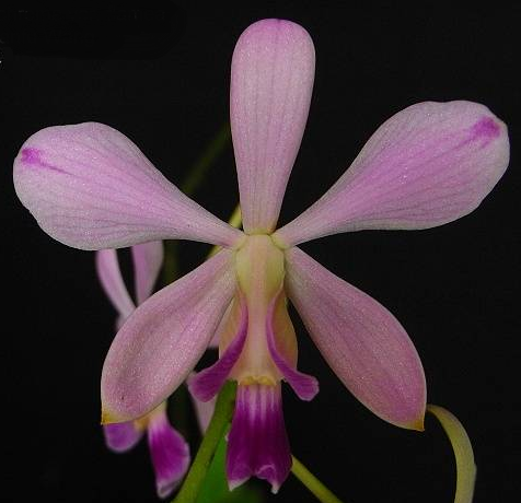 Encyclia dichroma