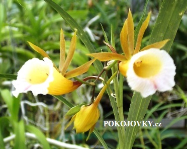 Galeandra leptoceras