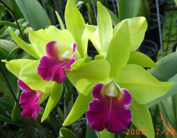 Laeliocattleya Star Garden 