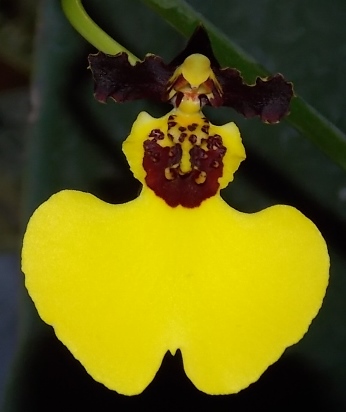 Oncidium Moon Shadow Tiger Tail