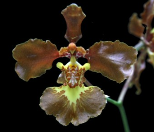 Oncidium praetextum (Gomesa pretexta)