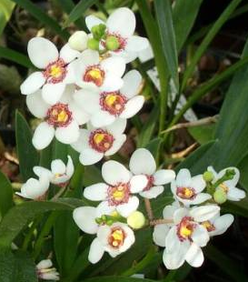 Sarcochilus fitzgeraldii