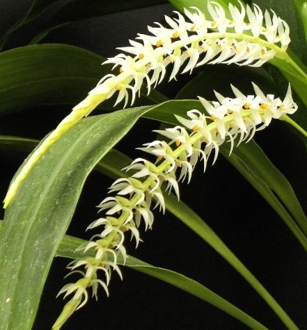 Dendrochilum glumaceum