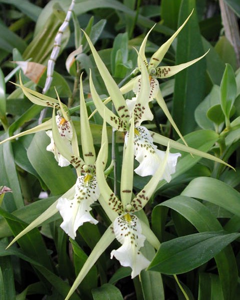 Brassia verrucosa