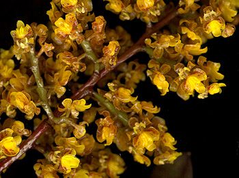 Oncidium pumilum (Trichocentrum)