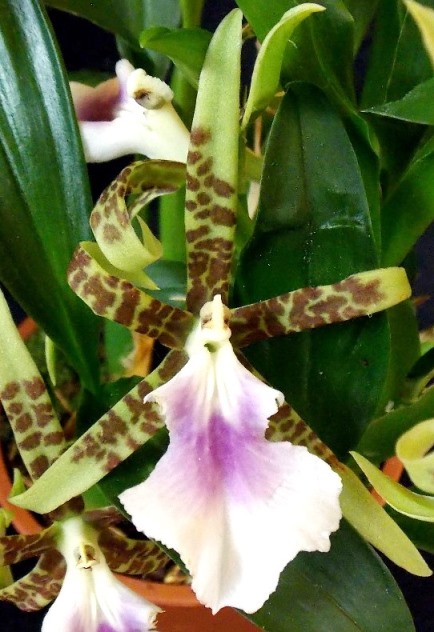 Aspasia lunata