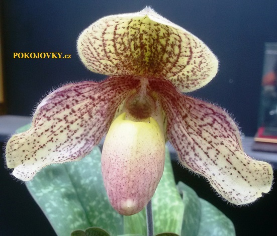 Paphiopedilum moquettianum x leucochilum alba