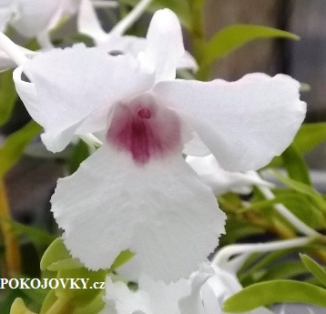 Dendrobium parthenianum