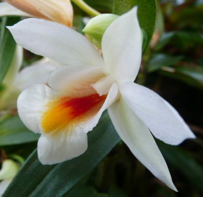 Dendrobium christyanum