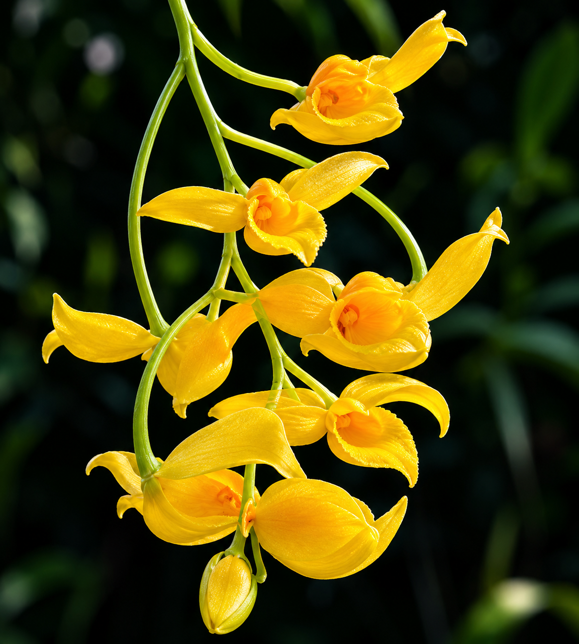 Gongora galeata f. luteola