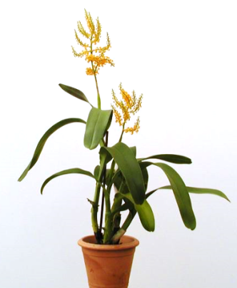 Polystachya paniculata