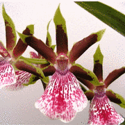 Zygopetalum ´Rhein Clown´