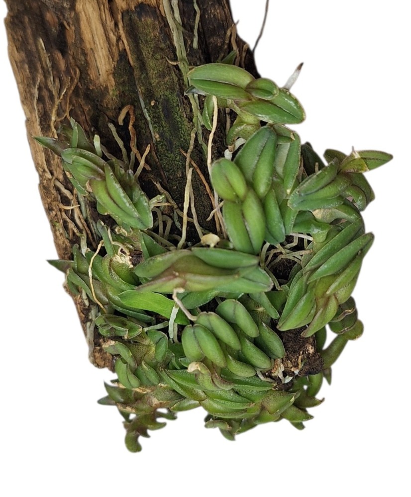 Epidendrum schlechterianum