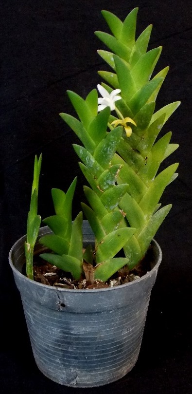Eria aporoides