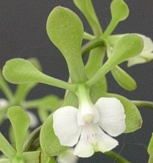 Epicyclia Mabel Kanda