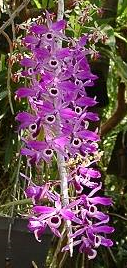 Dendrobium lituiflorum