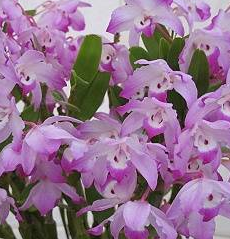 Dendrobium linawianum