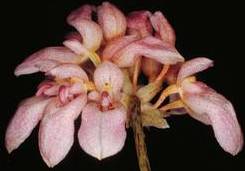 Bulbophyllum andersonii 