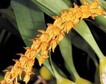 Bulbophyllum careyanum