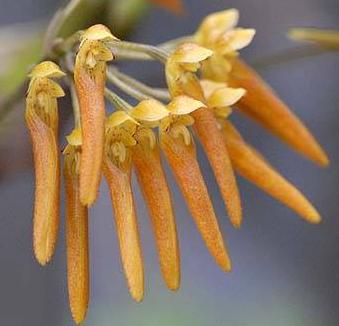 Bulbophyllum helenae