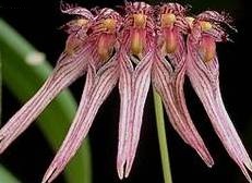Bulbophyllum melanoglossum