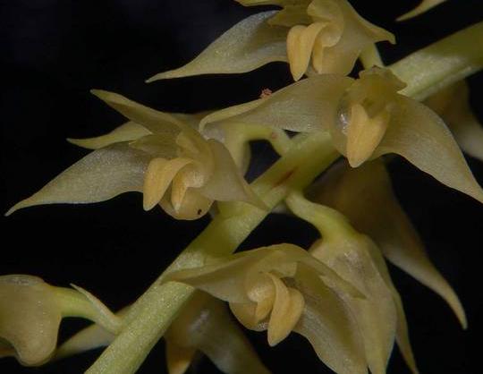 Bulbophyllum odoratum