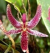 Bulbophyllum patens