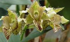 Dendrobium finisterrae