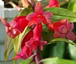 Dendrobium lawesii 'Red'