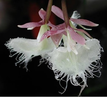 Epidendrum ilense