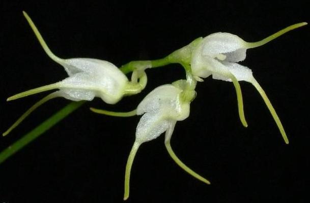 Masdevallia abbreviata