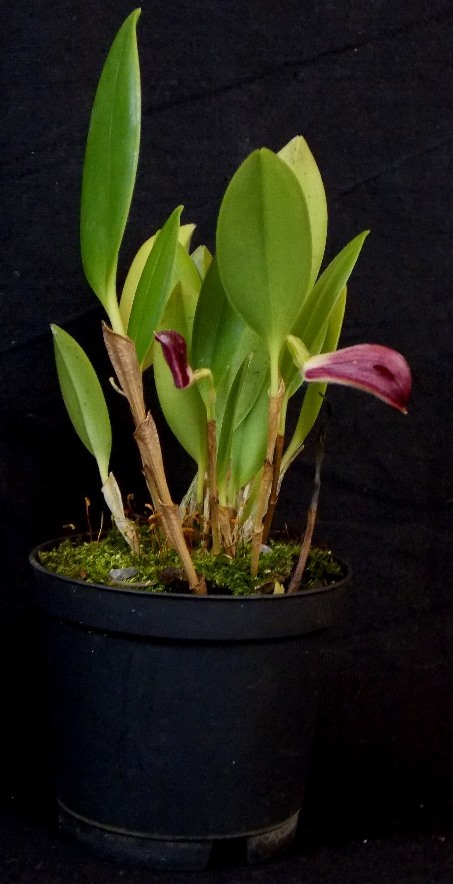 Zootrophion atropurpureum