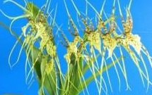 Brassia Eternal Wind 'Summer Dream' 