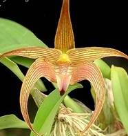 Bulbophyllum lobbii var. polystictum