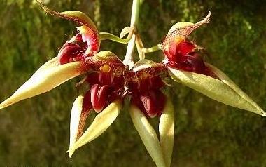 Bulbophyllum pingtungense