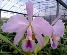 Cattleya gaskelliana Aphrodite