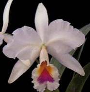 Cattleya labiata semialba var. amesiana