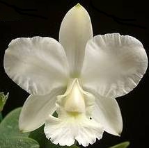 Cattleya walkeriana alba