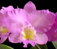 Cattlianthe (Slc.) Doris and Byron Christmas Rose
