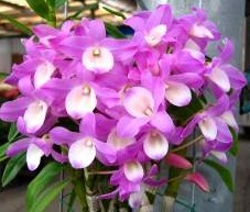 Dendrobium Hamana Lake 'Kumi'