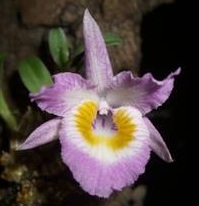 Dendrobium wangliangii