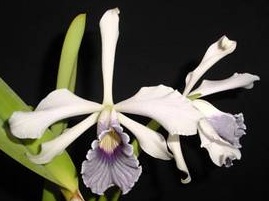Laelia purpurata var. coerulea