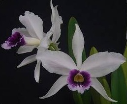 Laelia purpurata var. Roxo violete