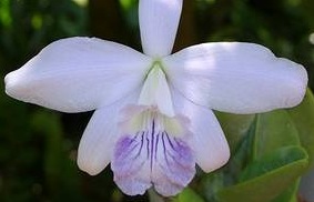 Laelia sincorana var. coerulea