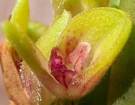 Pleurothallis ophiantha