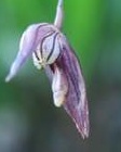 Pleurothallis pachyglossa