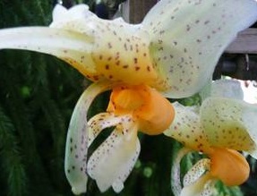 Stanhopea pseudoradiosa